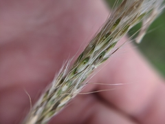 Bothriochloa hybrida