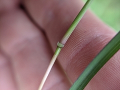 Bothriochloa hybrida