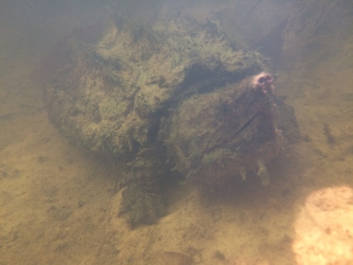 Alligator Snapping Turtle