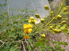 Erythrostemon mexicanus