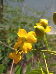 Erythrostemon mexicanus