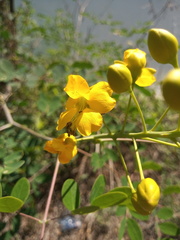 Erythrostemon mexicanus