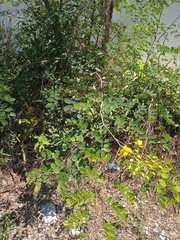 Erythrostemon mexicanus