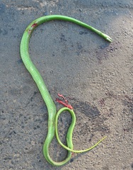 Dendroaspis angusticeps