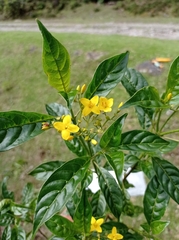 Deppea grandiflora