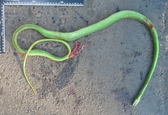 Dendroaspis angusticeps