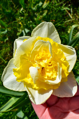Narcissus