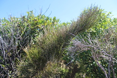 Carmichaelia australis