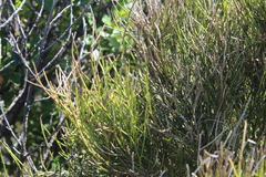 Carmichaelia australis