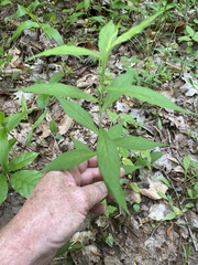 Solidago caesia caesia