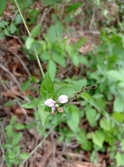 Justicia breviflora