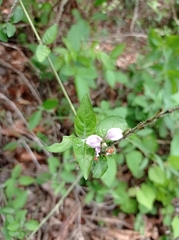 Justicia breviflora