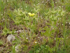 Potentilla astracanica