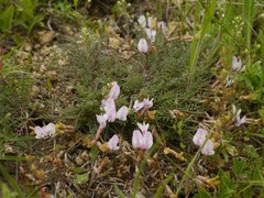 Astragalus corniculatus