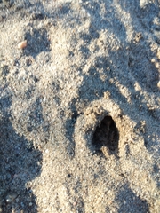 Mazama gouazoubira
