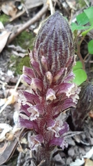 Orobanche hederae