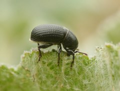 Psallidium maxillosum