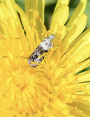 Neocaloreas leucobasis