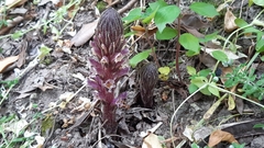 Orobanche hederae