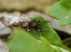 Heliophanus patagiatus