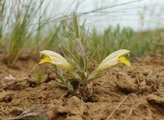 Cymbaria borysthenica