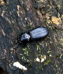 Odontotaenius