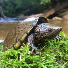 Sternotherus peltifer