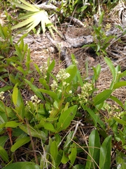 Geobalanus oblongifolius