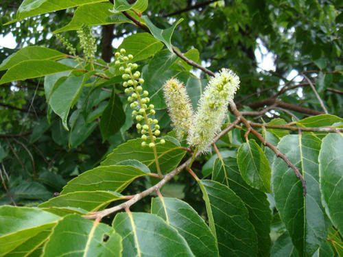 cobweb-seed (Bivinia jalbertii)