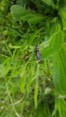 Cantharis rustica