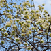 Combretum mossambicense - Photo (c) bathyporeia, μερικά δικαιώματα διατηρούνται (CC BY-NC-ND)