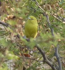 Aegithina nigrolutea