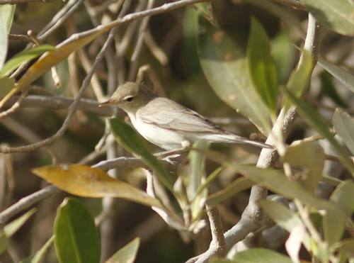 Zarcero pálido (Iduna pallida)