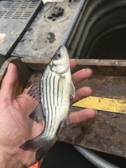 Morone mississippiensis