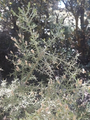 Ulex parviflorus parviflorus