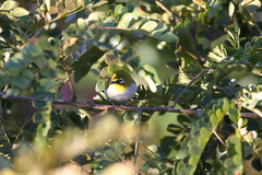 Zosterops maderaspatanus