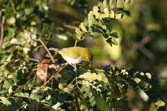 Zosterops maderaspatanus