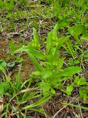 Valerianella umbilicata