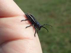 Dorcadion fuliginator