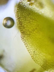 Solenostoma gracillimum