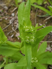 Valerianella umbilicata