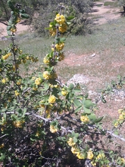 Berberis hispanica