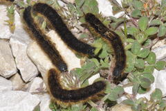 Malacosoma franconicum