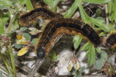 Malacosoma franconicum