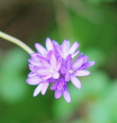 Dichelostemma congestum