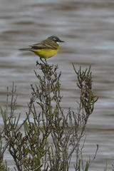 Motacilla flava iberiae