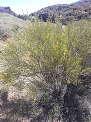 Genista cinerea