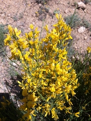 Genista cinerea