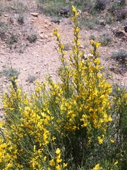 Genista cinerea