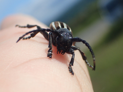 Dorcadion fuliginator